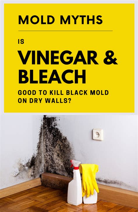 What kills mold on walls. Things To Know About What kills mold on walls. 